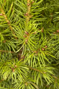 Picea glauca 'Conica' 80-100   C10 - afbeelding 3