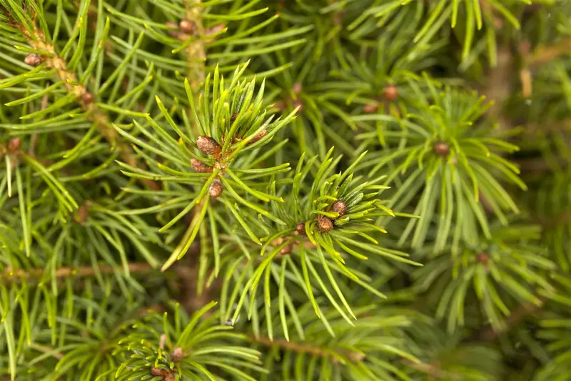 Picea glauca 'Conica' 80-100   C10 - afbeelding 4
