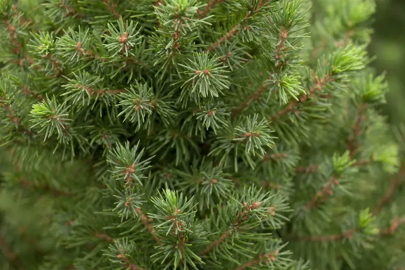 Picea glauca 'Conica' 80-100   C10 - afbeelding 5