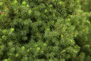 Picea glauca 'J.w. Daisy's White' 40- 50   C7,5 - afbeelding 1