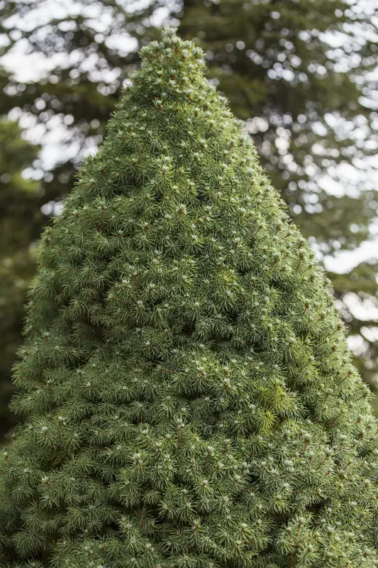 Picea glauca 'Little Nordic' 30- 40   C3 - afbeelding 3