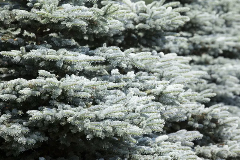 Picea glauca 'Little Nordic' 30- 40   C3 - afbeelding 1