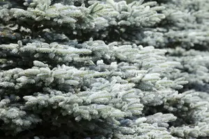 Picea glauca 'Little Nordic' 30- 40   C3 - afbeelding 1