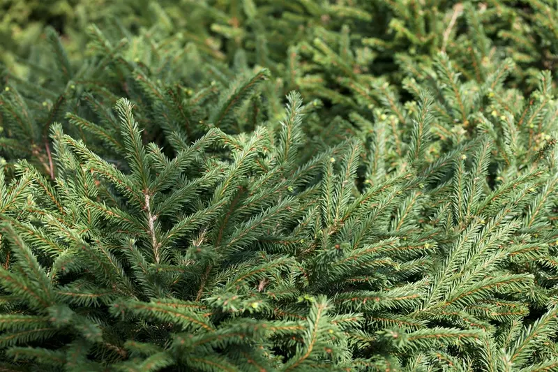 Picea glauca 'Little Nordic' 30- 40   C3 - afbeelding 2