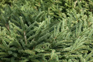 Picea glauca 'Little Nordic' 30- 40   C3 - afbeelding 2