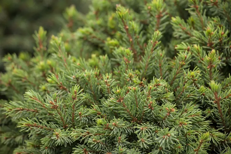 Picea glauca 'Little Nordic' 30- 40   C3 - afbeelding 5