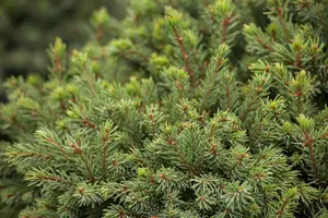 Picea glauca 'Little Nordic' 30- 40   C3 - afbeelding 5