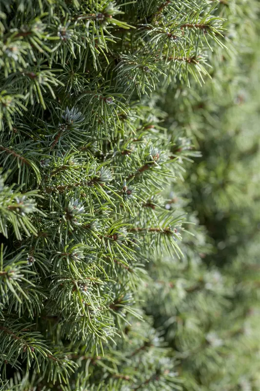 Picea glauca 'Sander's Blue' 50- 60   C11 - afbeelding 2