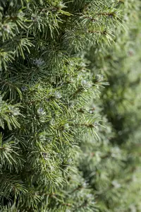 Picea glauca 'Sander's Blue' 50- 60   C11 - afbeelding 2