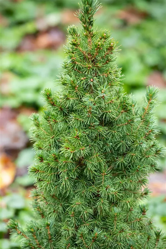 Picea glauca 'Sander's Blue' 50- 60   C11 - afbeelding 5