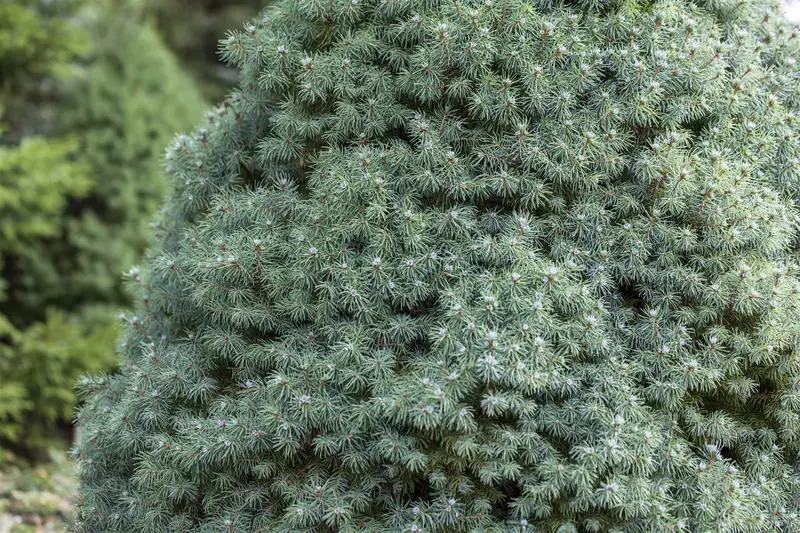 Picea glauca 'Sander's Blue' 50- 60   C11 - afbeelding 3