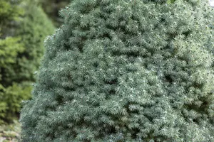 Picea glauca 'Sander's Blue' 50- 60   C11 - afbeelding 3