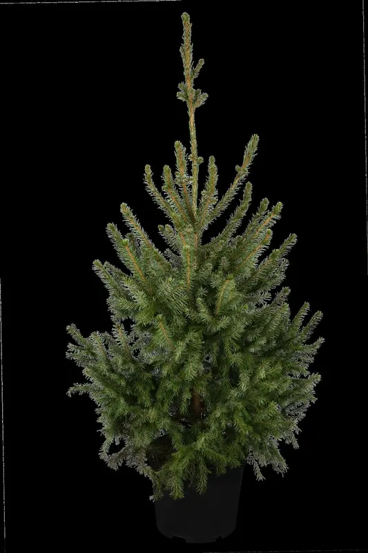 picea omorika (125-150 cm) - afbeelding 1