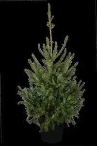 picea omorika (125-150 cm) - afbeelding 4