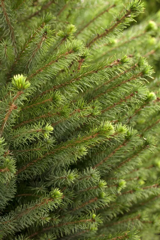 picea omorika (125-150 cm) - afbeelding 2