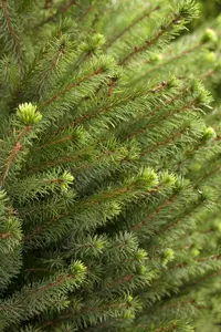 picea omorika (125-150 cm) - afbeelding 2