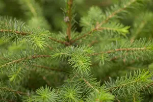 picea omorika (125-150 cm) - afbeelding 3