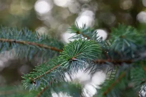 picea omorika (125-150 cm) - afbeelding 4