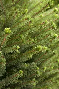 Picea omorika 175-200   KLUIT - afbeelding 1