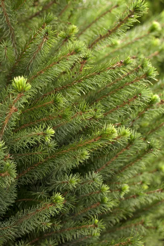 Picea omorika 200-250   DKL - afbeelding 1