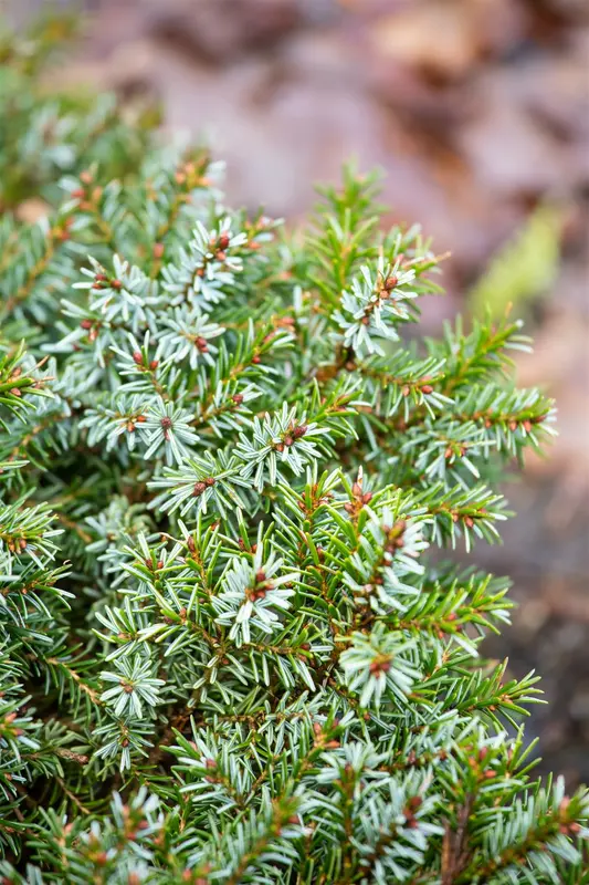Picea omorika 'Nana' 30- 40   C12 - afbeelding 4