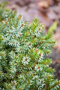 Picea omorika 'Nana' 30- 40   C12 - afbeelding 4