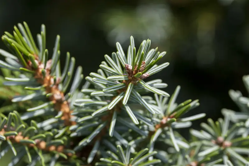 Picea omorika 'Nana' 30- 40   C12 - afbeelding 1