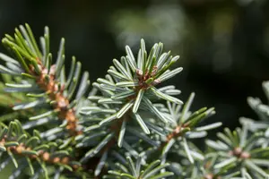 Picea omorika 'Nana' 30- 40   C12 - afbeelding 1
