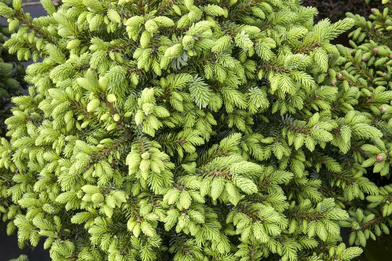 Picea omorika 'Nana' 30- 40   C12 - afbeelding 2