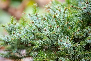 Picea omorika 'Nana' 30- 40   C12 - afbeelding 3
