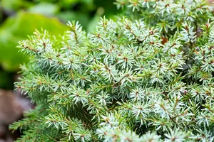 Picea omorika 'Nana' 30- 40   C12 - afbeelding 5