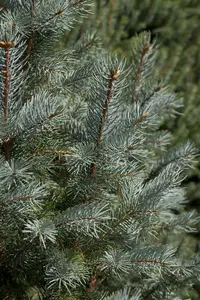 Picea pungens 'Edith' 50- 60   KLUIT