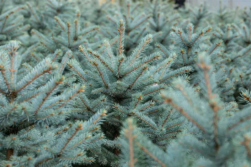 Picea pungens 'Fat Albert' 40- 50   KLUIT - afbeelding 2