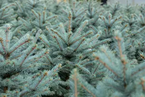 Picea pungens 'Fat Albert' 40- 50   KLUIT - afbeelding 2