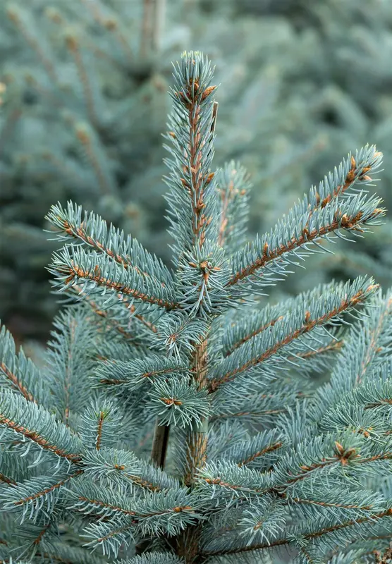 Picea pungens 'Fat Albert' 50- 60   KLUIT - afbeelding 3