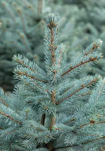 Picea pungens 'Fat Albert' 50- 60   KLUIT - afbeelding 3