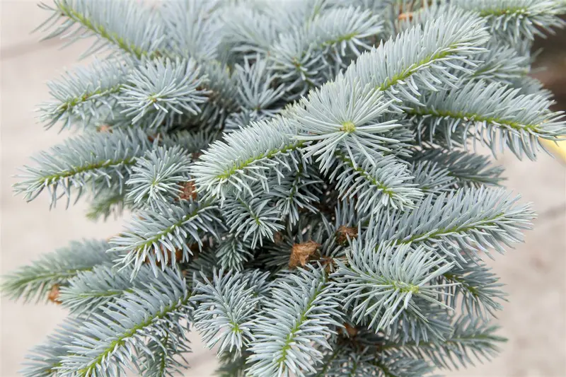 Picea pungens 'Glauca Globosa' 30- 40   C12 - afbeelding 3