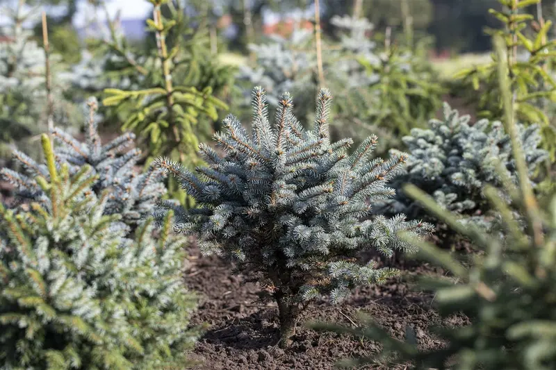 Picea pungens 'Glauca Globosa' 30- 40   C12 - afbeelding 5