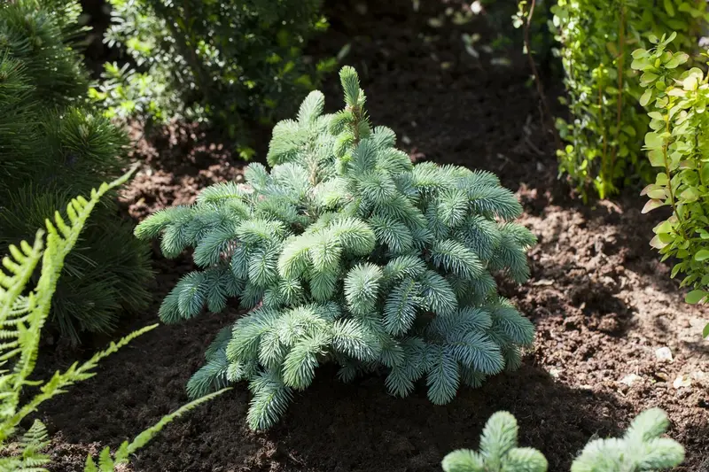picea pungens 'glauca globosa' (40- 50cm) - afbeelding 2