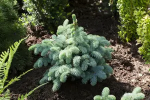 picea pungens 'glauca globosa' (40- 50cm) - afbeelding 2