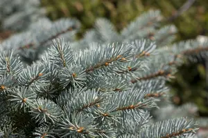 picea pungens 'glauca globosa' (40- 50cm) - afbeelding 3