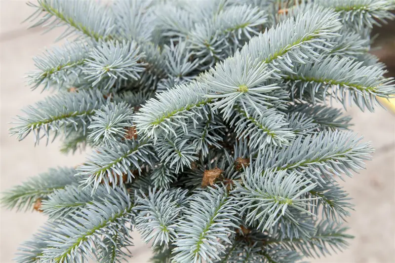 picea pungens 'glauca globosa' (40- 50cm) - afbeelding 4