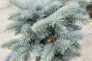 picea pungens 'glauca globosa' (40- 50cm) - afbeelding 4