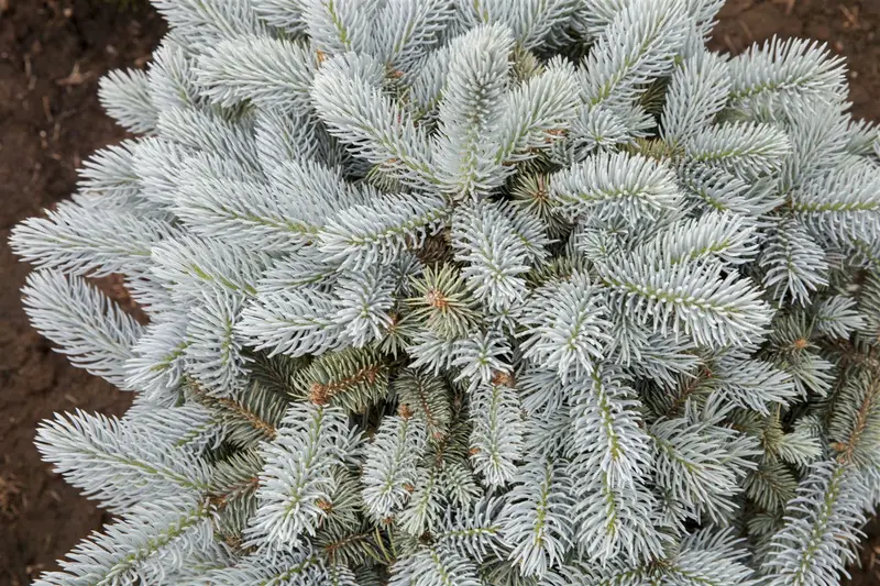 picea pungens 'glauca globosa' (40- 50cm) - afbeelding 5
