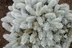 picea pungens 'glauca globosa' (40- 50cm) - afbeelding 5