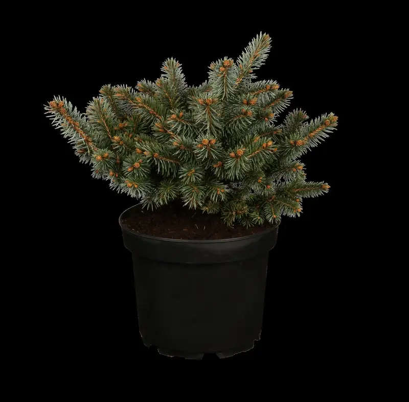 picea pungens 'glauca globosa' (40- 50cm) - afbeelding 1