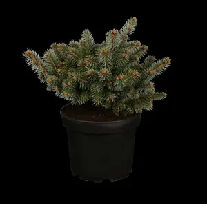 picea pungens 'glauca globosa' (40- 50cm) - afbeelding 5