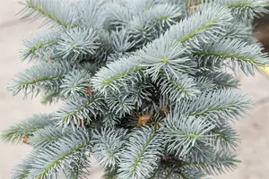 Picea pungens 'Glauca Globosa' STAM/ 40 C18 BOL 35/40 - afbeelding 3