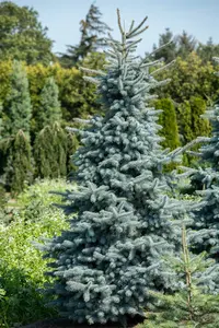 Hoopsii - afbeelding 2