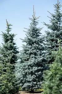 Hoopsii - afbeelding 4